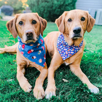 "Birthday Boy" Metallic Blue on Black Confetti Dog Bandana