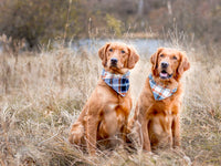 "Green HoHoHo" Dog Bandana