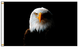Noble Eagle